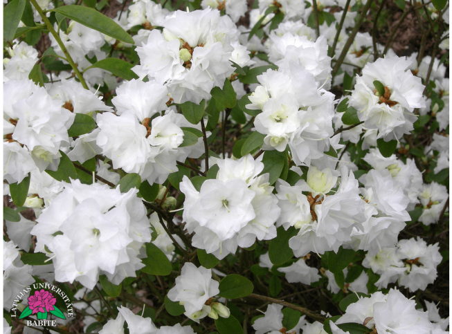 Rhododendron   'April Snow'